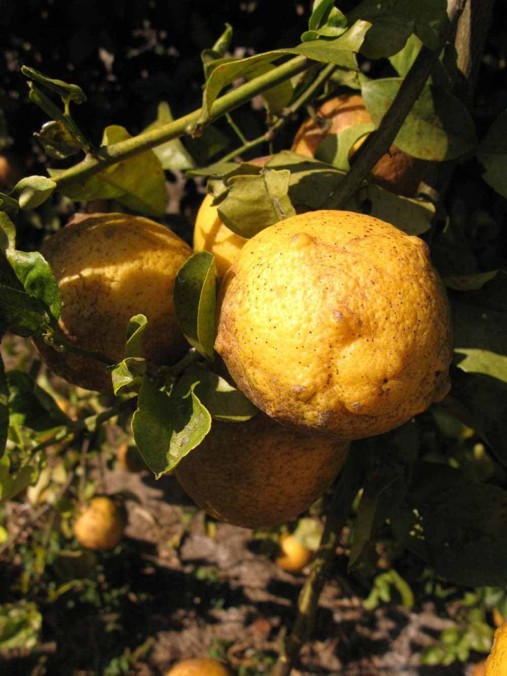            Fruit (Winter Haven, FL)   